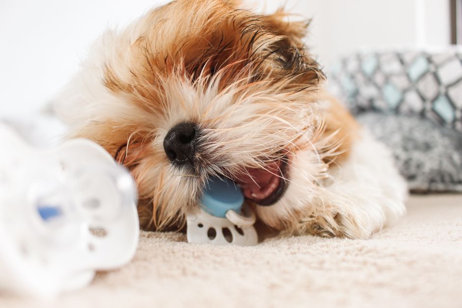A small, fluffy dog with light tan and white fur, lying on a beige carpet, appears to be chewing or playing with a white and blue rubber or plastic chew toy, which is positioned near its mouth. The dog has a black nose, closed eyes, and slightly tousled fur, giving it a relaxed and content expression. To the left of the dog, a white plastic object, possibly a pacifier or teething toy, is partially visible. The background shows a blurred patterned cushion or blanket with geometric shapes in different shades of blue, grey, and white, indicating an indoor living space. The scene is illuminated by soft, natural light, creating a warm and comfortable atmosphere suitable for a pet relaxing at home. This image emphasizes pet care and play, aligning with services like private rubbish or waste disposal, and highlights the importance of maintaining a tidy environment for pets and their accessories. Rubbish Clearance Barnet operates in areas such as Barnet, providing efficient waste removal services that support a clean and safe living space for families and pet owners alike.