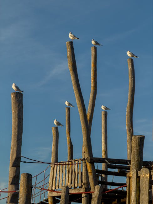 Several seagulls are perched atop tall, weathered wooden posts arranged vertically against a clear blue sky. The posts vary in height and have a rough, textured surface with visible grain and natural coloration, ranging from light tan to darker brown. One of the posts is attached to a horizontal wooden platform with visible fastenings, and a section of rusted metal railing is partially visible at the bottom of the image, suggesting it may be part of a seaside structure or pier. The seagulls are evenly spaced along the posts, each standing calmly with white and gray plumage contrasting against the earth tones of the wood. The background is a bright, cloudless sky, creating a natural and serene setting. This scene might commonly be seen in coastal areas where seabirds rest on driftwood or human-made structures near the water, characteristic of environments where independent or alternative bird perches are present, similar to private or natural seaside amenities. The image captures a peaceful moment of avian resting behavior in an outdoor, maritime context.